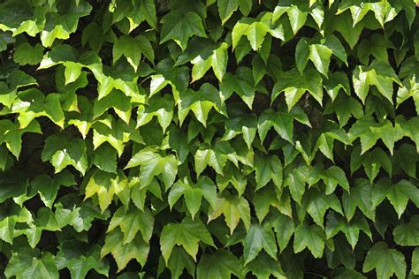 Boston Ivy Plants: Voksende og Planting Tips